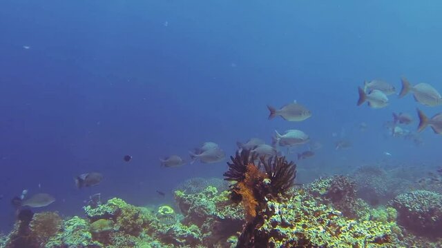 many fish at the coral reef in indonesia