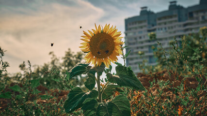 sunflower in a field