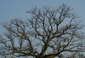 A close up shot of a scenery that captures a pale tree spreading its branches through the blue sky.