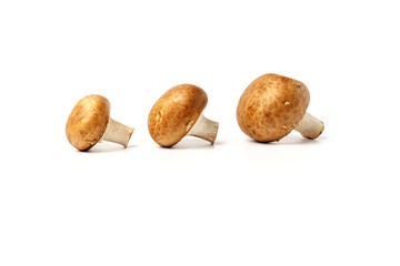 Three brown champignons isolated on a white background.