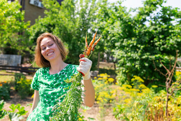 A Caucasian young woman with a smile holds a bunch of carrots collected from the garden.Vegetation in the background.Concept of harvesting and gardening