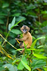 Gardinen Affe A small yellow baby monkey is learning to feed in the wild. Leaf Monkeys or Dusky Langur and mother who are living in the forest  © THANAGON