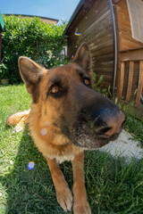 Funny image of a German Shepherd dog with a deformed muzzle from the wide angle fish eye, picture...