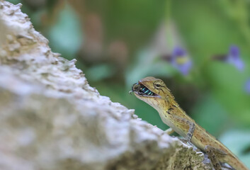 A chameleon is holding a bee or an insect in its mouth in the park.