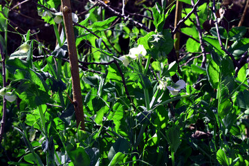 field of green pea also known as matar in India