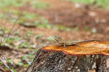 A chameleon is on a tree stump that has just been cut.