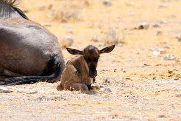 Baby blue wildebeest during a very dry season in Etosha National Park in Namibia