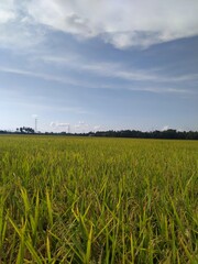 field and blue sky