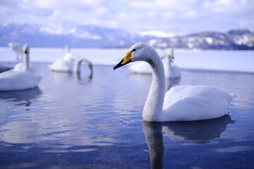 swan on the lake