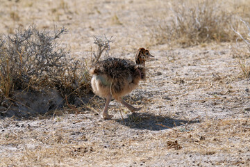 Baby ostrich running for shade during a very hot  and dry summer in the Etosha National Park in Namibia