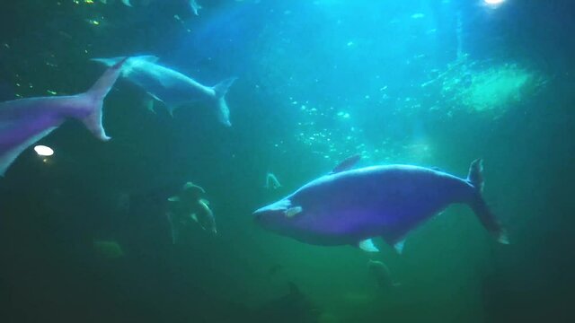 Mekong Giant Catfish in freshwater aquarium. Aquatic breeding places.