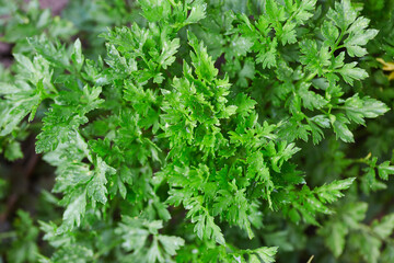 The plant is leafy parsley. Seasoning for various dishes from the garden. The concept of organic food.