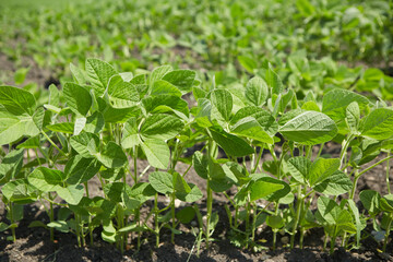 The soy plant. Bean to create a variety of dishes. The concept of organic food.