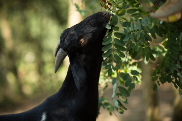 young goats in the nature