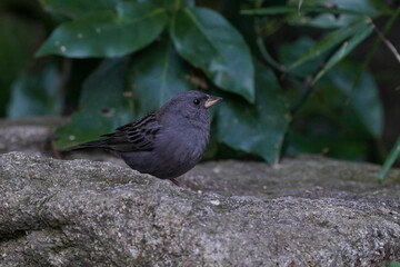 gray thrush in the forest