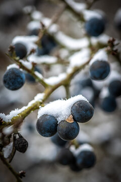 Winter, Landschaft, Frost und Schnee