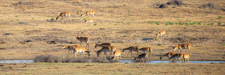 In savannah, steppe, prairie a herd of saigas is grazed. This is part of the largest herd of saigas in the world.