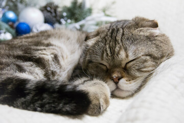 The cat sleeps on a white blanket.