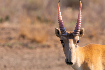 Portrait of male Saiga antelope or Saiga tatarica