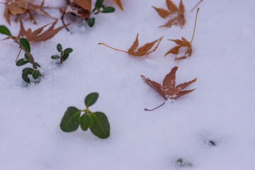 初冬にもみじの葉に降り積もる雪