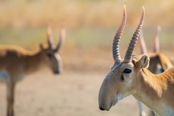 Wild male Saiga antelopes or Saiga tatarica in steppe