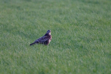 Large bird of prey hunts in the grass. Majestic brown feathered buzzard in the endless nature
