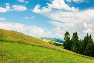 Fototapeta na wymiar forest on the grassy meadow in mountains. beautiful countryside landscape on a sunny day. fluffy clouds on the blue sky above the distant borzhava ridge. summer adventures in carpathians