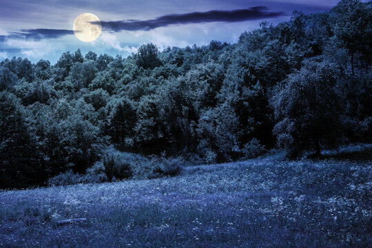 beech forest on the hill at night. beautiful nature landscape in mountain in full moon light