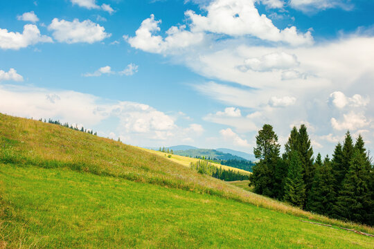 forest on the grassy meadow in mountains. beautiful countryside landscape on a sunny day. fluffy clouds on the blue sky above the distant borzhava ridge. summer adventures in carpathians