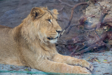 Fototapeta na wymiar Lion in The zoo, Brno, Chez Republic 