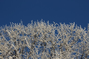 Crown of small-leaved lime trees in hoarfrost against blue sky in bright winter sunlight. Beautiful seasonal background