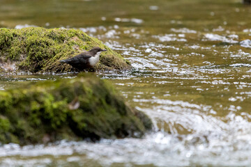 White-throated dipper or Cinclus cinclus on a mountain river
