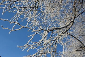 Branches of small-leaved linden trees in hoarfrost against the blue sky in the light of the bright winter sun. Beautiful seasonal background