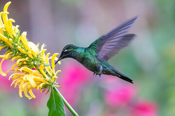 Green Violet-ear hummingbird (Colibri thalassinus) in flight isolated on a green background in Costa Rica