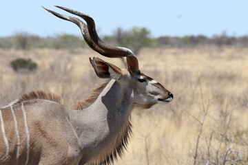 Kudu bull closeup on a hot sunny day in Etosha National Park in Namibia