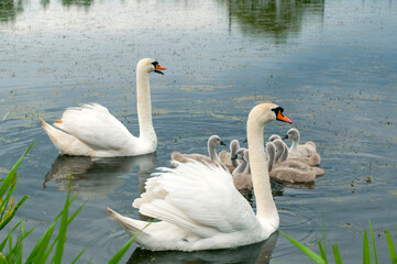 pair of swans with little swans