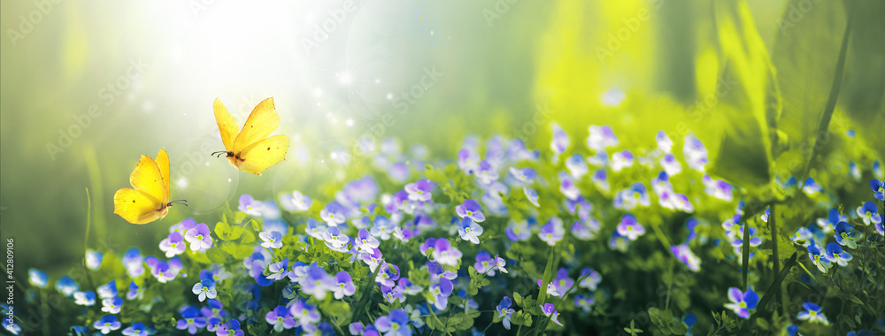 Wall mural small wild purple flowers in grass and two yellow butterflies soaring in nature in rays of sunlight 