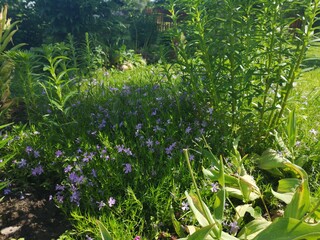 flowers in the garden against the blue sky and green fields