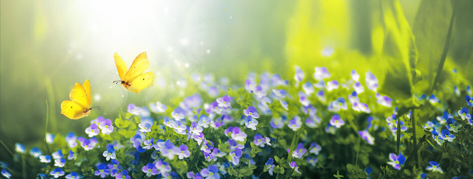 Small wild purple flowers in grass and two yellow butterflies soaring in nature in rays of sunlight close-up. Spring summer natural landscape.