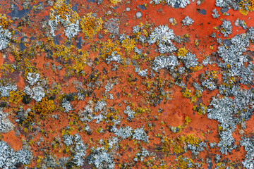 Detail of different lichens on red painted metal.