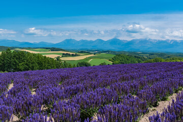 Plakat 丘に広がる紫の花