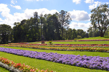 field of tulips in spring