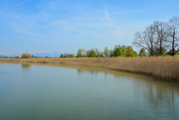 Ufer mit Schilf am Pfäffikersee