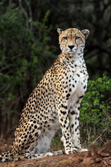 The cheetah (Acinonyx jubatus) sitting under trees.Cheetah on a dark background of dark bush.