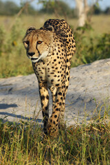 The cheetah (Acinonyx jubatus) Cheetah crossing termite building.