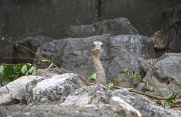 Vogel Strauss im Zoo