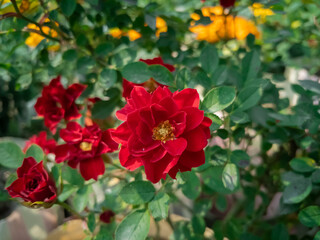 beautiful rose flower in a flower pot in a sunny day