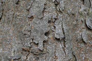 zelkova bark texture natural background
