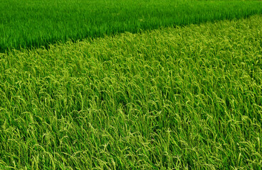 Fototapeta premium 田んぼ