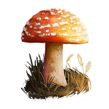 Amanita rubrovolvata or red volva mushroom closeup digital art illustration. Boletus has reddish orange cap with ring. Mushrooming season, plant of gathering plants growing in woods and forests.